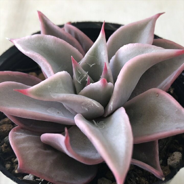楽天市場】多肉植物 hmエケベリア マディバ 多肉植物 エケベリア 6cm 