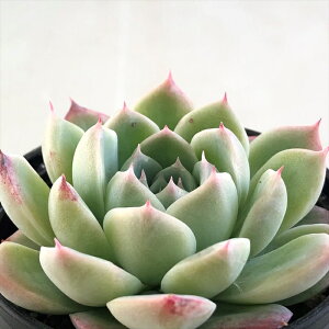 多肉植物 hxエケベリア アルバ×チワワエンシス 多肉植物 エケベリア 6cmポット