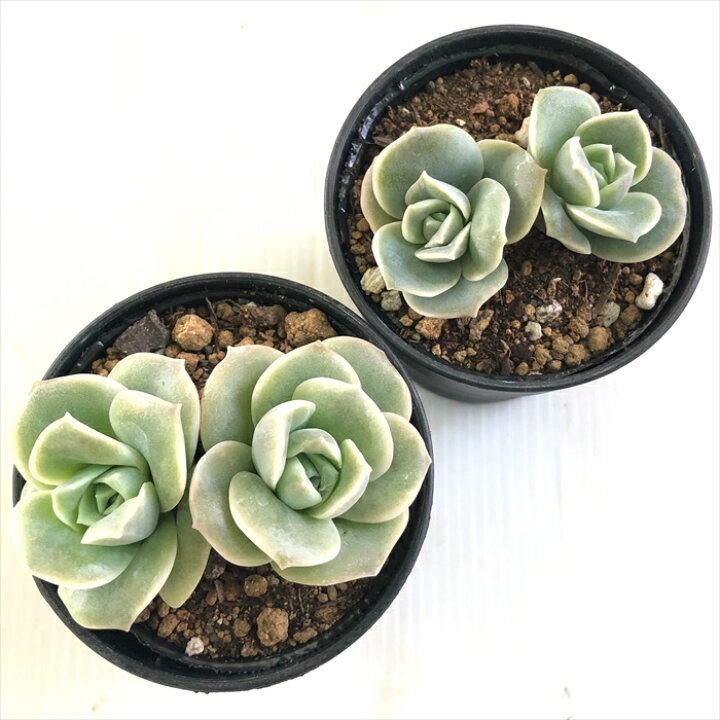 楽天市場】多肉植物 hmエケベリア ラブリーローズ 2頭 多肉植物 