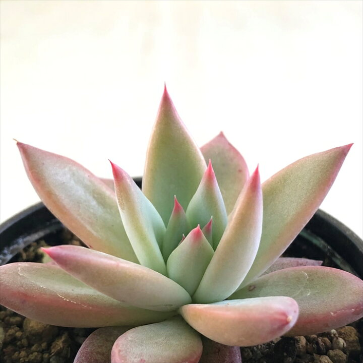 楽天市場 多肉植物 Hmエケベリア リンゼアナ実生 多肉植物 エケベリア 6cmポット フラワーネット 日本花キ流通