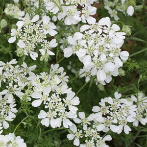 \̔ IA c zCg[X 10.5cm|bg N K[fjO ԕc hc oom 11{ȍ~