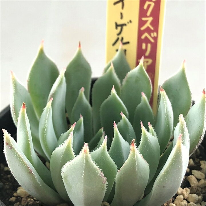 楽天市場 多肉植物 Oriミックスベリア No 037 イーゲルコット 多肉植物 おらいさん苗エケベリア 6cmポット フラワーネット 日本花キ流通 楽天市場 多肉植物 Oriミックスベリア No 037 イーゲルコット 多肉植物 おらいさん苗エケベリア 6cmポット フラワーネット 日本花キ流通