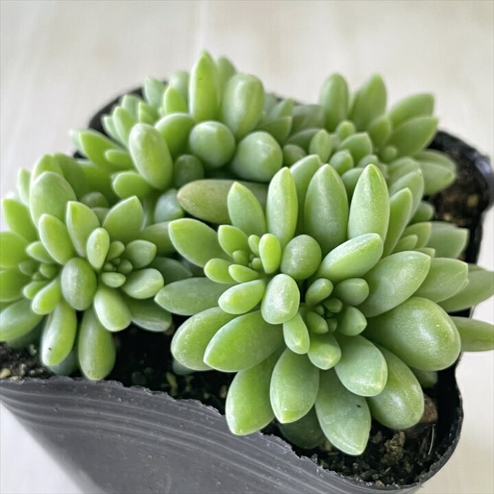 楽天市場 多肉植物 Seセダム ばらまきピンクベリー 多肉植物 セダム 9cmポット フラワーネット 日本花キ流通