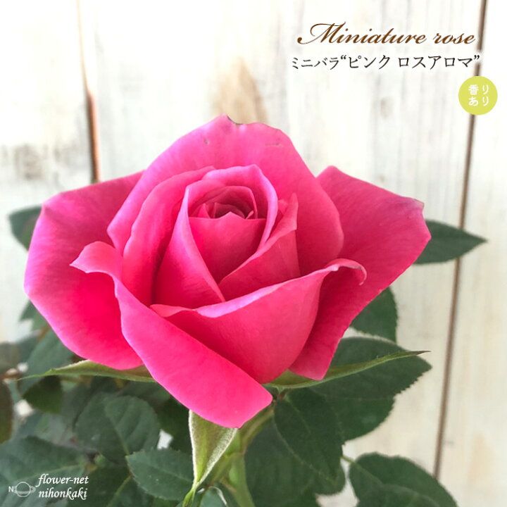 楽天市場 予約販売 ミニバラ ピンクロサアロマ 3号ポット バラ 薔薇 バラ苗 苗 Bry 10月下旬以降発送 フラワーネット 日本花キ流通 楽天市場 予約販売 ミニバラ ピンクロサアロマ 3号ポット バラ 薔薇 バラ苗 苗 Bry 10月下旬以降発送 フラワーネット 日本花キ流通