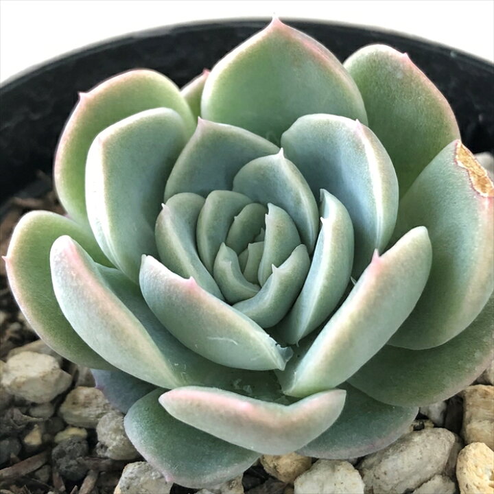 楽天市場 多肉植物 Skエケベリア プリメラ 多肉植物 エケベリア 7 5cmポット フラワーネット 日本花キ流通 楽天市場 多肉植物 Skエケベリア プリメラ 多肉植物 エケベリア 7 5cmポット フラワーネット 日本花キ流通