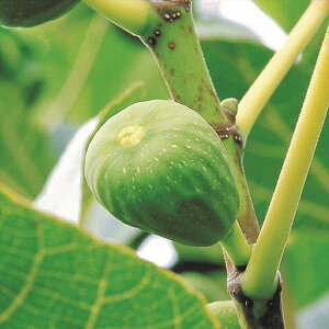 イチジク 苗の人気商品 通販 価格比較 価格 Com