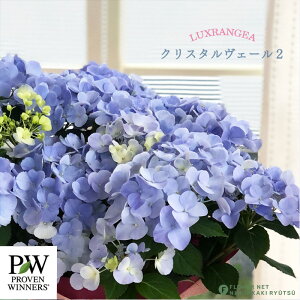 \̔ AWTC OWA NX^F[2 3.5 KNAWTC nChWA c ԕc c  z prw 10{ȍ~