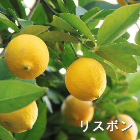 レモン リスボン 9cmポット 檸檬 ポットレモン 苗木 庭木 柑橘 果樹苗 香酸柑橘 mtl