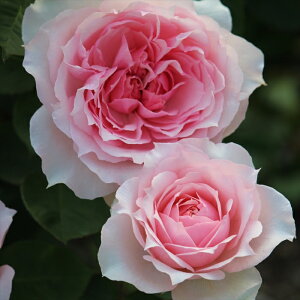 \̔ oc oc M[ j[N_[ lG炫 KN ΂  sN ommo 2{ȍ~