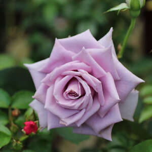 \̔ oc oc T[Y ̃NCG lG炫 KN ΂   ommo 2{ȍ~