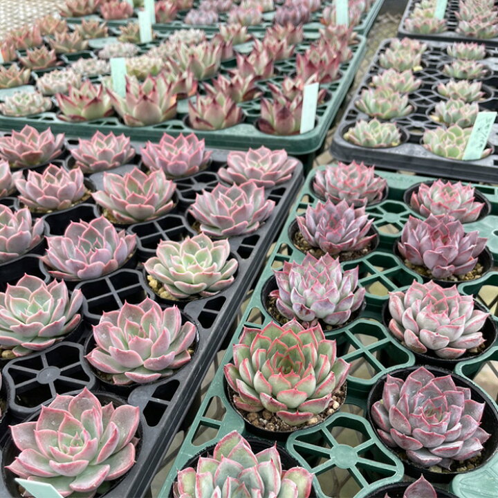 楽天市場】予約販売 多肉植物 エケベリア 交配苗6個セット 期間限定  