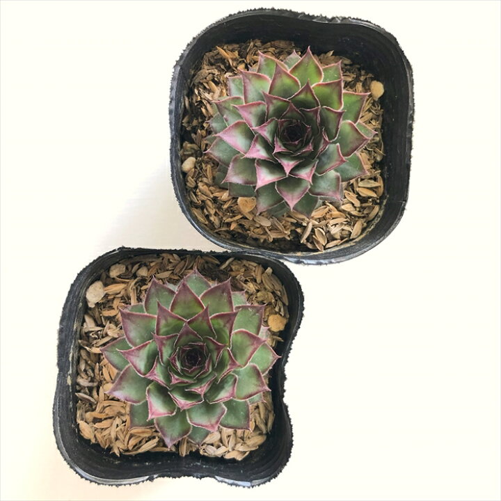 楽天市場】多肉植物 sfセンペルビウム マリアラーハ 7.5cmポット 