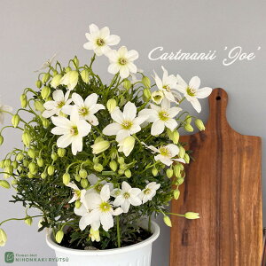 \̔ N}`X J[g}j[W[ 5  Mtg v[g A  3{ȍ~