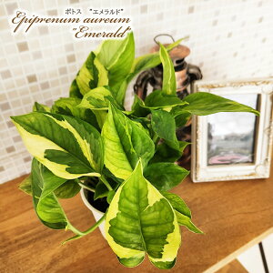 ϗtA |gX Gh 3.5 ϗtA ^   蕨 v[g CeA 