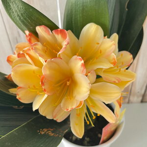 \̔ Nq AT  gNq 5 ԉt NV A  bjf 2{ȍ~