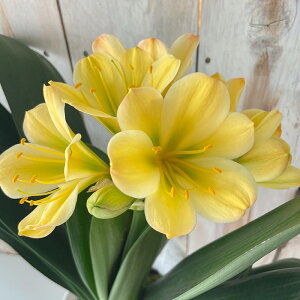 \̔ Nq ~C  _}nNV 5 ԉt NV A  bjf 2{ȍ~