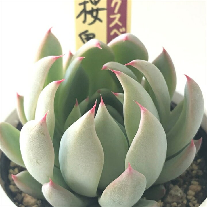 楽天市場】多肉植物 oriミックスベリア No.060 桜鬼 多肉植物 お  