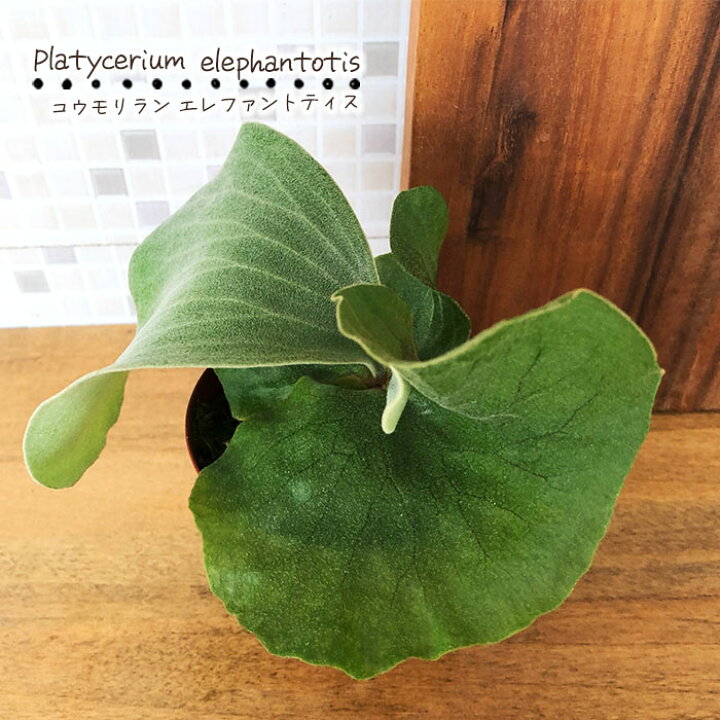 楽天市場】観葉植物 コウモリラン ビカクシダ エレファントティス 9cm 