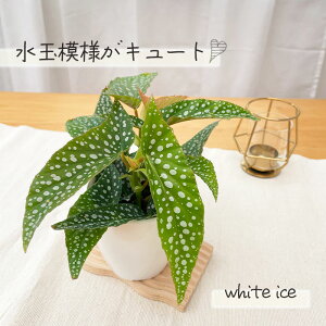 ϗtA cot xSjA zCgACX 3.5 ؗxSjA ϗtA ^   蕨 v[g CeA 