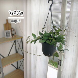 ϗtA z nap16 4 ݂蔫 ݂艺 nMO  ϗtA  蕨 v[g CeA  grb