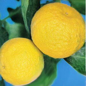 \̔ ⴍʎc 䂸c Ԃ䂸 12cm|bg ԗMq ˂䂸 Y c  k ʎc ږؕc kik 3{ȍ~