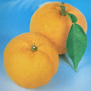 \̔ ⴍʎc 䂸c Ȃ䂸c 12cm|bg Ȃ䂸 Mq Y _k c  k ʎc ږؕc kik 10{ȍ~