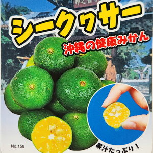 \̔ ⴍʎc V[N[T[ 12cm|bg V[N[T[ V[NT[ _k c  k ʎc ږؕc kik 3{ȍ~