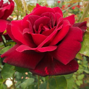 \̔ oc oڕc o INz} oc KN ΂   troc 12{ȍ~