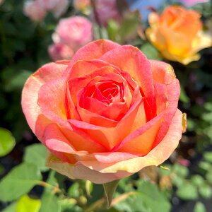 \̔ oc oc A[j _i KN ΂  Yc [Y IWii 2way[Y oko 12{ȍ~