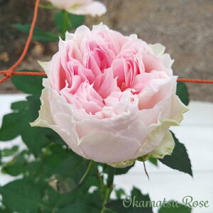 \̔ oc oc  _i KN ΂  Yc [Y IWii 2way[Y oko 12{ȍ~