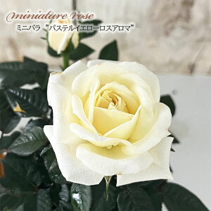 y܂Ȃߐ؂z \̔ ~jo pXeCG[XA} 3|bg lG炫 o KN oc c CG[ mnu 11{ȍ~