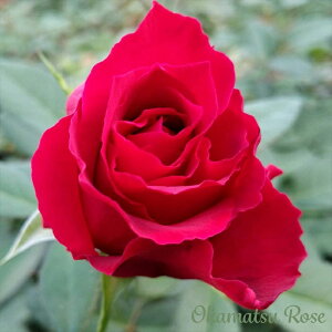 \̔ oc oc Бz _i KN ΂  Yc [Y IWii 2way[Y oko 12{ȍ~