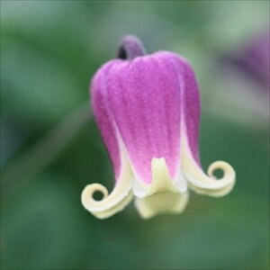 \̔ N}`X c ye BIin {̃N}`X 3|bg o^i ^ x^ sugi 11{ȍ~