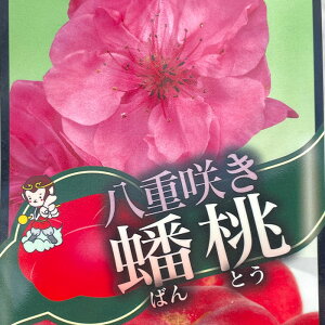 �� �c ���d�炫 崓� 15cm�|�b�g �������� �ږؕc �o���g�E ���̓��c ��� �c�� �ʎ��c pwf