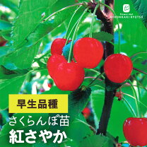楽天市場】さくらんぼ 紅さやかの通販