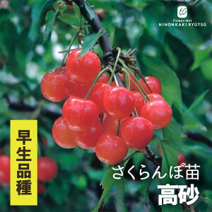 �\��̔� �������� �c ���� 13.5cm�|�b�g �������� �T�N�����{ �c�� ��� �ʎ��c �ږؕc iba 11����{�ȍ~����