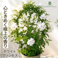 ジャスミン 苗 ホワイトプリンセス 9cmポット ハーブ苗 Herb