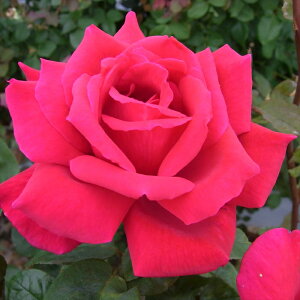 \̔ oc oc  G[{ lG炫 KN ΂  GC{ troe 12{ȍ~