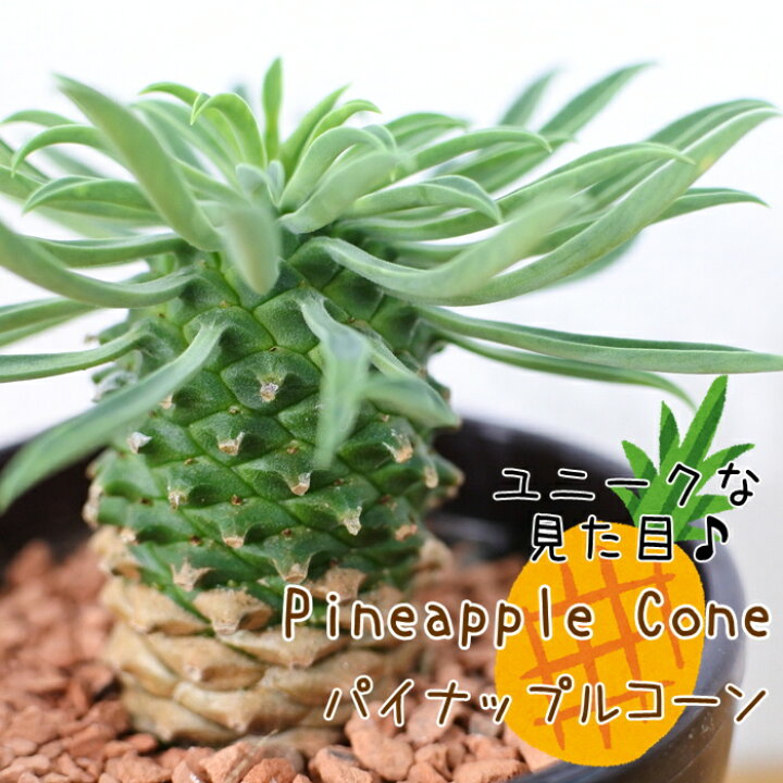 楽天市場 多肉植物 Sdユーフォルビア パイナップルコーン 蘇鉄麒麟 サボテン 多肉植物 ミニ観葉植物 フラワーネット 日本花キ流通