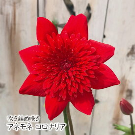 予約販売 アネモネ 苗 コロナリアダブル 10.5cmポット 八重咲き 吹き詰め咲き 多年草 宿根草 ガーデニング 花苗 2月下旬以降発送