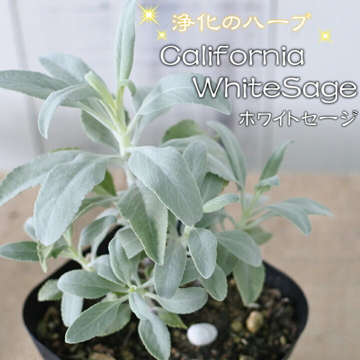 楽天市場 カリフォルニア ホワイトセージ 苗 ハーブ スマッジング 宿根草 Herb フラワーネット 日本花キ流通