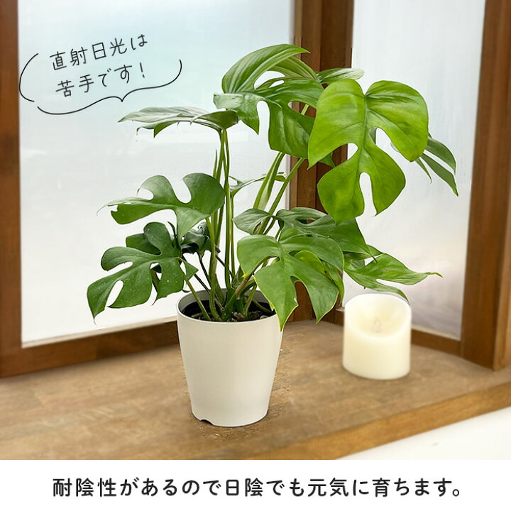 楽天市場 姫モンステラ ヒメモンステラ ペルツーサ 5号鉢 送料無料 観葉植物 インテリア おしゃれ フラワーネット 日本花キ流通