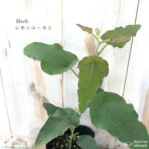 [J c 9cm|bg  V{c[ c Ԗ n[uc Herb