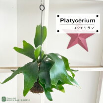 楽天市場】観葉植物 吊り下げ（種類（植物）ビカクシダ（コウモリラン 