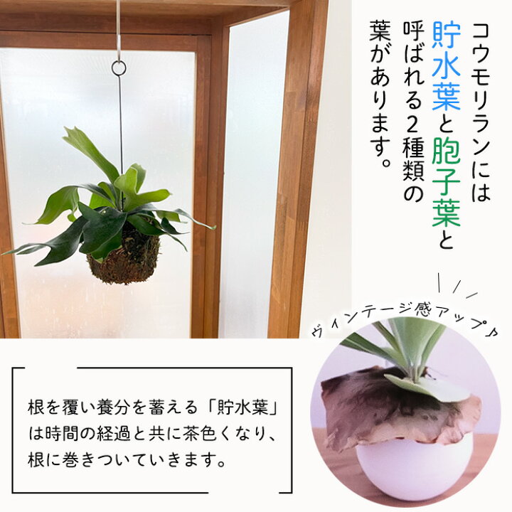コウモリラン 苔玉仕立て 壁掛け ハンギング ビカクシダ ワイヤー付 苔 観葉植物 インテリア 吊り 吊るす 送料無料 即日出荷 レビューを書けば送料当店負担