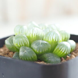 楽天市場 ハオルチア 多肉植物 種類 植物 サボテン 花 ガーデン Diy の通販