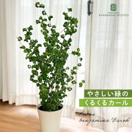 観葉植物 フィカス ベンジャミン バロック 6号鉢 送料無料 観葉植物 室内 贈り物 プレゼント インテリア …