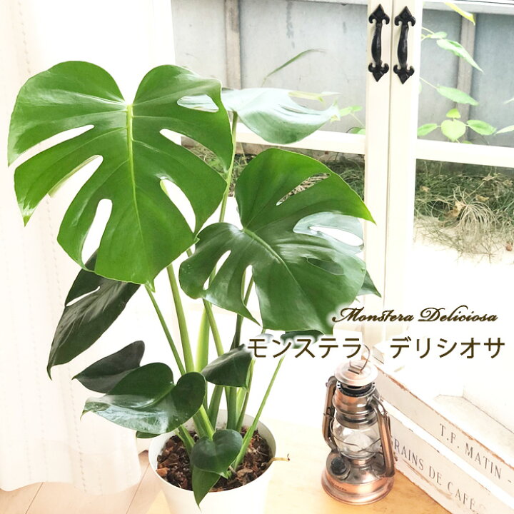 楽天市場】観葉植物 モンステラ デリシオサ 5号鉢 送料無料 観葉植物 