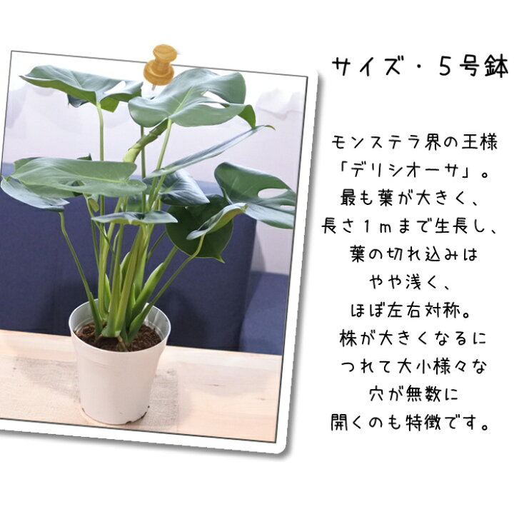 楽天市場】観葉植物 モンステラ デリシオサ 5号鉢 送料無料 観葉植物 