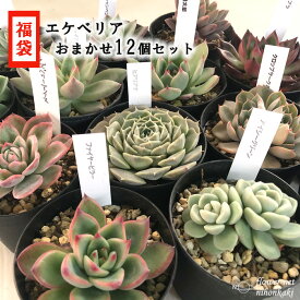 楽天市場 多肉植物の通販